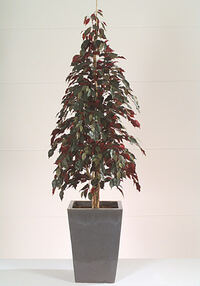 Ficus exotica Red
